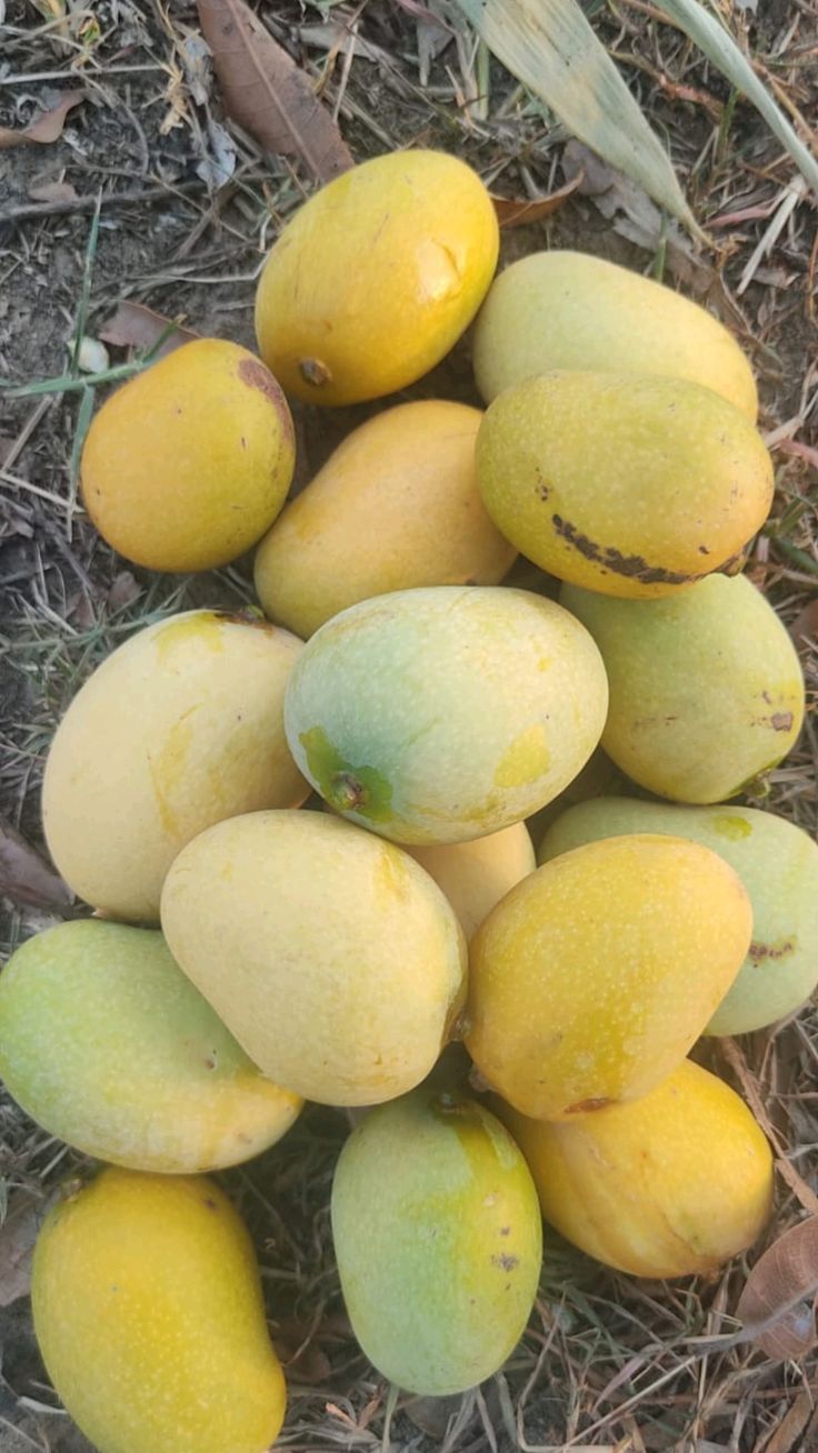 (چونسہ آم)Premium Chaunsa Mango – Sweet, Juicy & Export Quality Pakistani Mango (9kg)