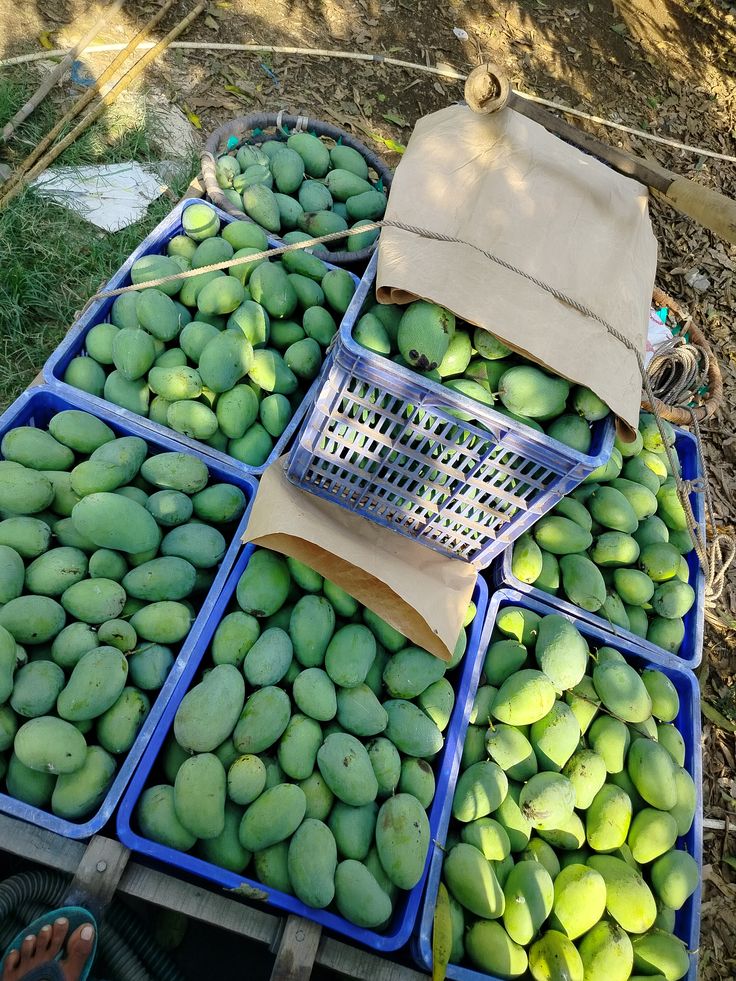 (چونسہ آم)Premium Chaunsa Mango – Sweet, Juicy & Export Quality Pakistani Mango (9kg)