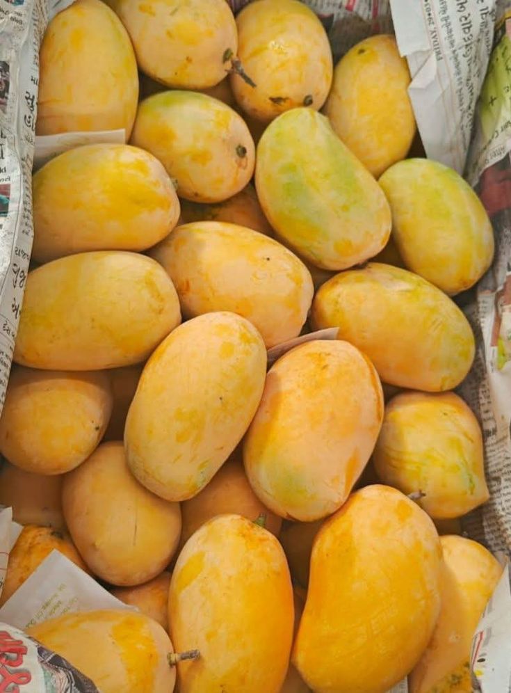 (چونسہ آم)Premium Chaunsa Mango – Sweet, Juicy & Export Quality Pakistani Mango (9kg)