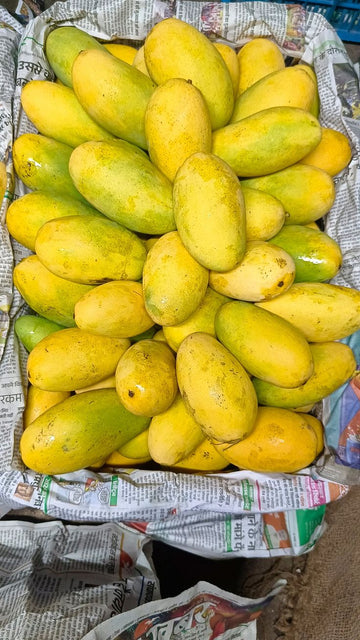 (دسہری آم)Premium Dussehri Mango – Sweet, Juicy & Export Quality Pakistani Mango (9kg)